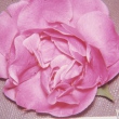 Kathy Smyre